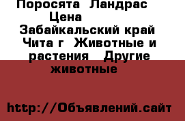 Поросята  Ландрас  › Цена ­ 4 000 - Забайкальский край, Чита г. Животные и растения » Другие животные   